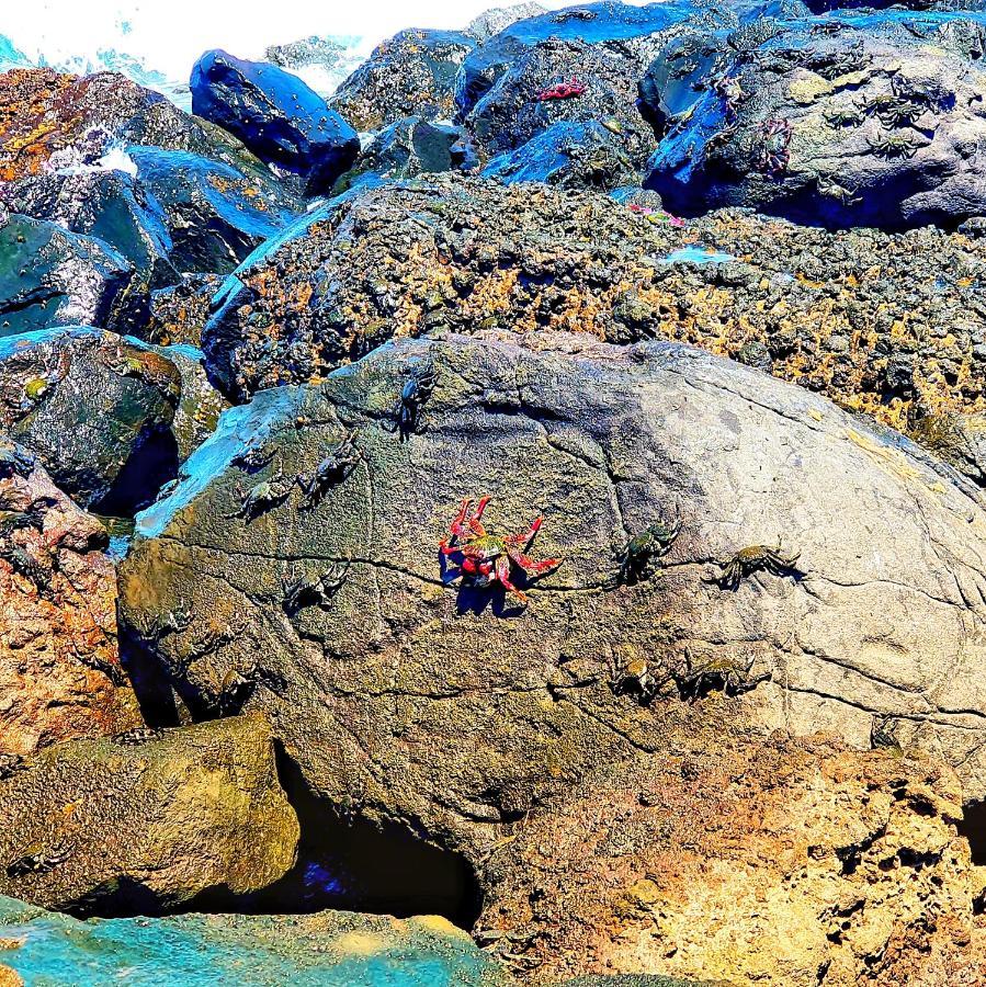 "The Red Crab Studio" By Bbhome At Gran Canaria Airport - Wifi 300 Mbps El Burrero Экстерьер фото